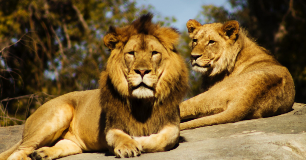 Fresno's Chaffee Zoo set to reopen Friday