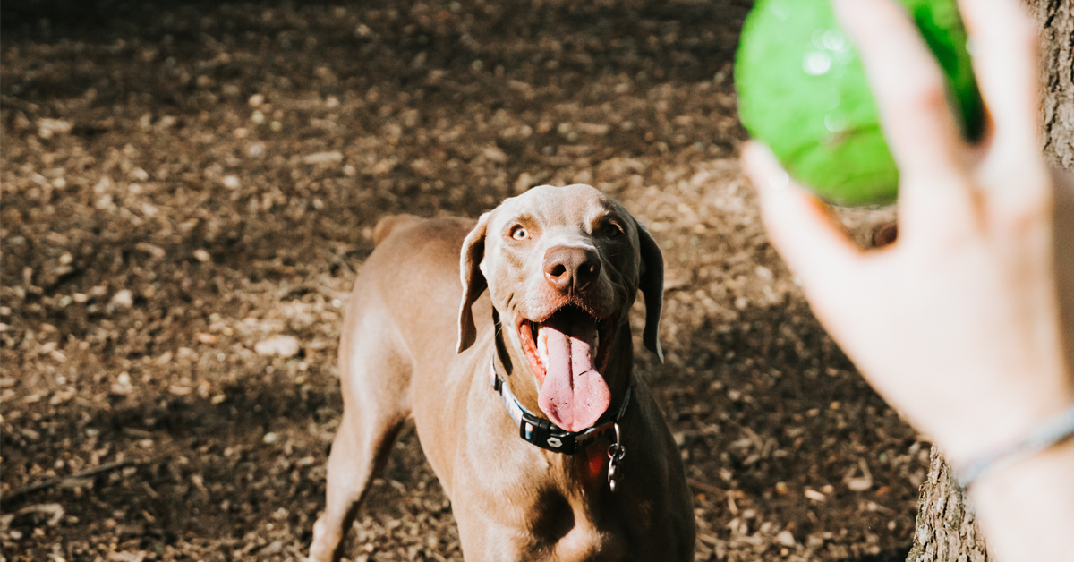 Fresno dog parks to reopen next week