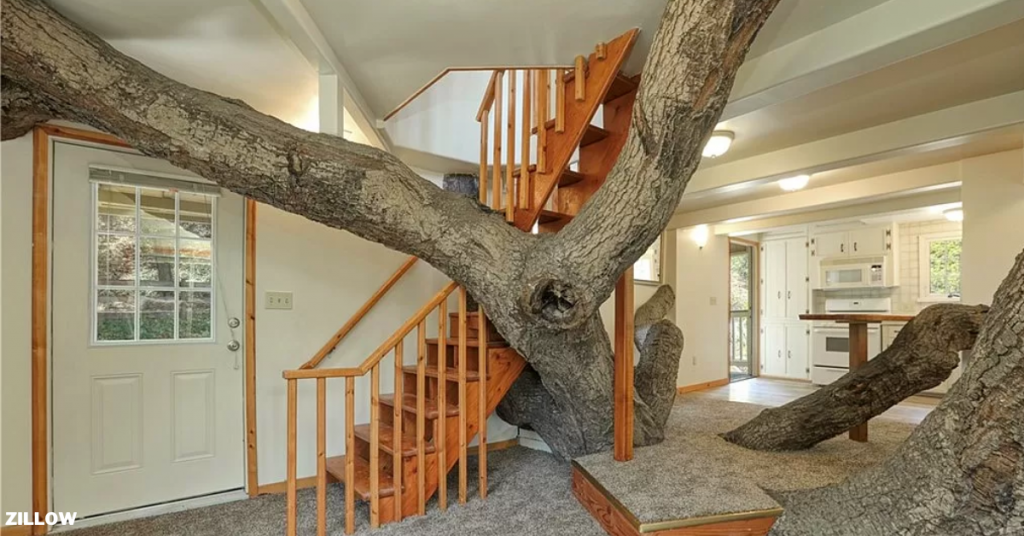 'Tree house' takes on new meaning with massive Pismo Beach property up