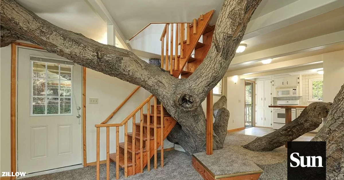 'Tree house' takes on new meaning with massive Pismo Beach property up for sale