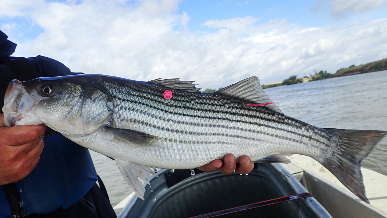 The latest flashpoint in Calif.'s drought? Striped bass. Here's why.