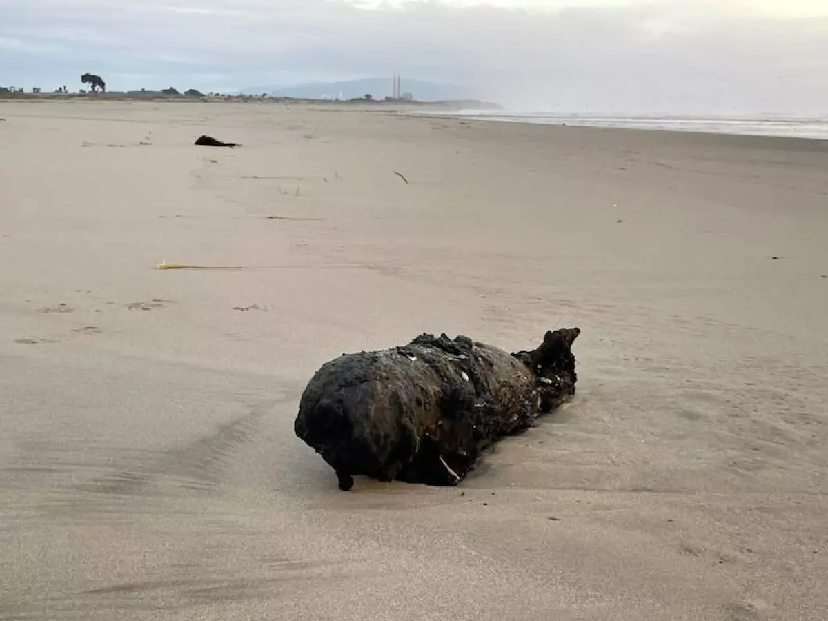 An old WWII era bomb washed up on a Santa Cruz beach