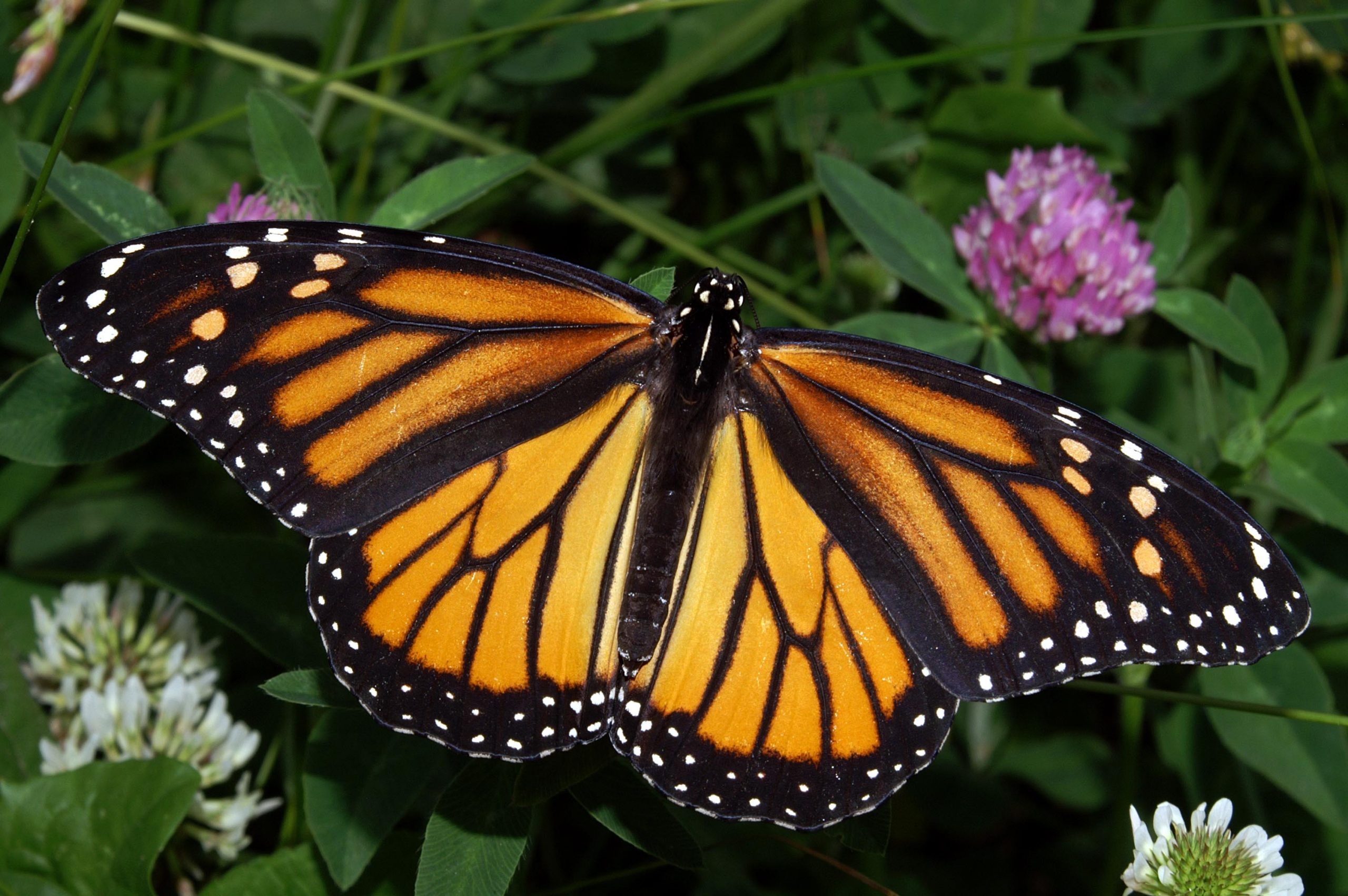 Monarch Butterflies To Be Listed As Threatened Species