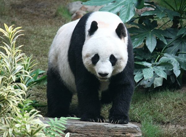 San Diego Zoo to receive two giant pandas from China