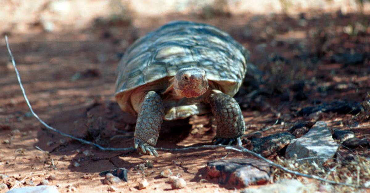 Mojave desert tortoise designated as endangered